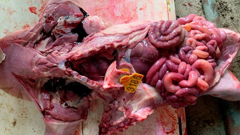 Photo&nbsp;2: Digestive tract of a nursing piglet in which a large congestion in the small intestine and yellow liquid&nbsp;contents can be observed. This was a case diagnosed with beta-hemolytic&nbsp;E.coli.
