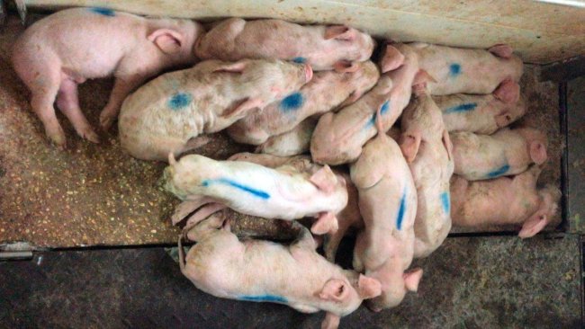 Photo 1. Three-day-old piglets are seen with yellow, liquid diarrhea; they are very stained and damp. The pigs feel cold and are piling up on the heating pad.