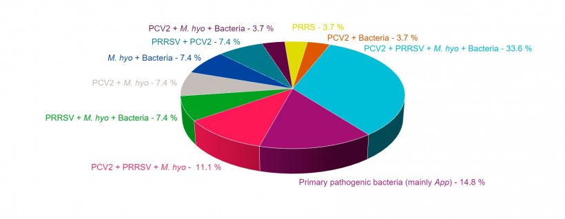 Figure&nbsp;1: Combinations of pathologies found in cases of PRDC diagnosed in the last four years&nbsp;by&nbsp;the Pathological Anatomy Service of the University of Murcia&#39;s&nbsp;Veterinary Science Department.
