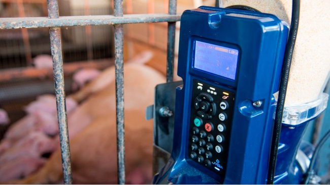 Farrowing Facilities UFMG/ ICA – photo by Amanda Le
