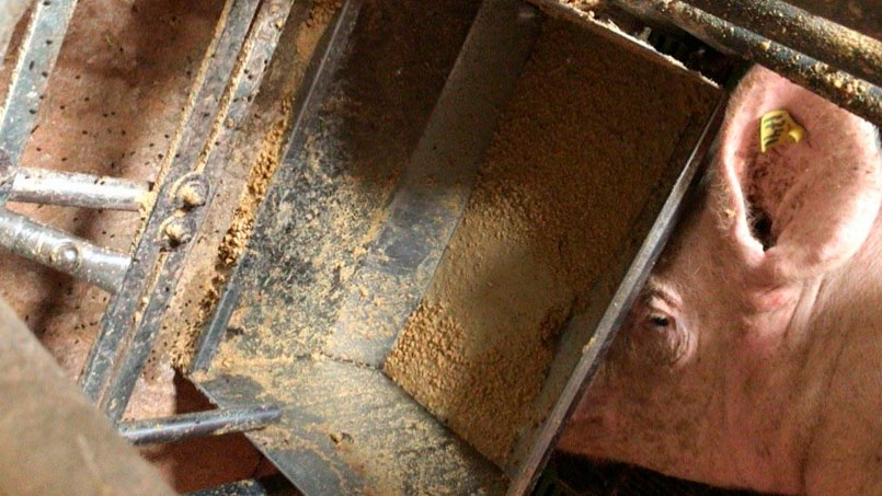 Ảnh 2. Việc cho ăn phải được kiểm soát trước khi đẻ và những ngày sau khi đẻ, tránh cho nái bỏ ăn.
