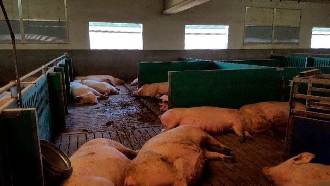 Photo 1. It is important to respond to the elevated nutritional needs that hyperprolific sows have at the end of gestation to reduce problems in neonatal piglets post-farrowing.