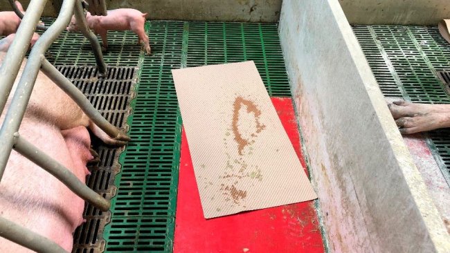 Photo 1. A practical method for collecting diarrhea, paper mats used for piglet dryness and comfort after farrowing. These mats are left in the farrowing room and if there is diarrhea, the piglets will dirty the mat and it can be used to prepare the mix that will be fed back to the sow.