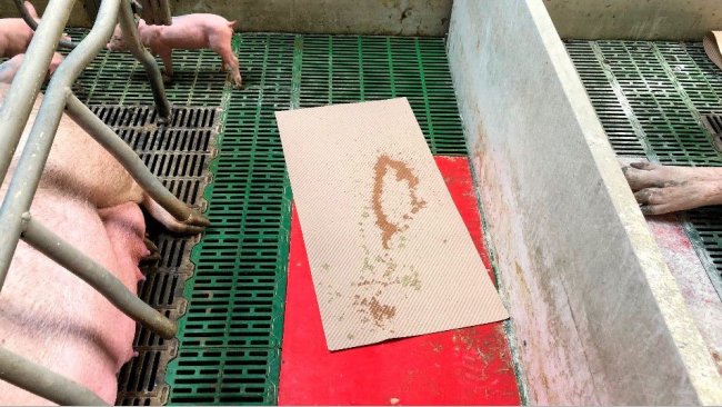 Photo 1. A practical method for collecting diarrhea,&nbsp;paper mats used for piglet dryness and comfort after farrowing. These mats are left in the farrowing room and if there is diarrhea, the piglets will dirty the mat and it can be used to prepare the mix that will be fed back to the sow.
