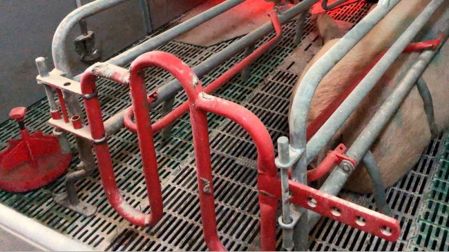 Photo 1. When using dishes to provide piglets with water, they must be kept clean and water must be added frequently.