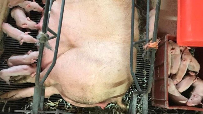 Photo 1. Split suckling helps make sure all pigs get sufficient colostrum.