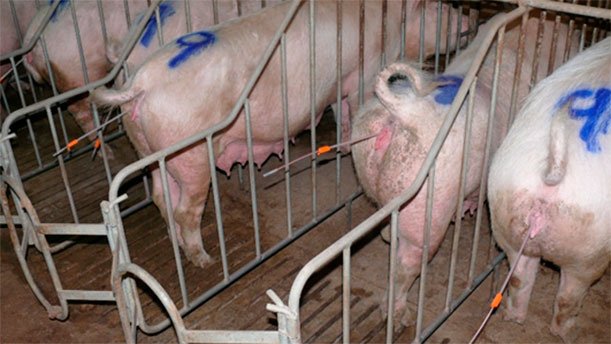 Photo 1: Working in an orderly fashion is important with PCAI. If more than 5 sows are prepared (getting them to stand, cleaning the vulva, placing the external catheter) per worker at one time, we run the risk of the sows laying back down again, the catheter tip being dislodged or becoming dirty, etc.
