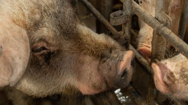 Boehringer Ingelheim Salmonella vaccine Enterisol® Ileitis - Company news - pig333, pig to pork community Boehringer Ingelheim Salmonella vaccine Enterisol® Ileitis - Company news - pig333, pig to pork community
