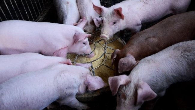 Probiotics may be better able to&nbsp;modulate a young animal&rsquo;s microbiota than that of a&nbsp;mature pig.
