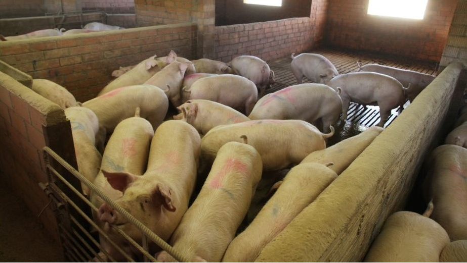 Photo 1. The physical location of pens can have an impact of pig performance.
