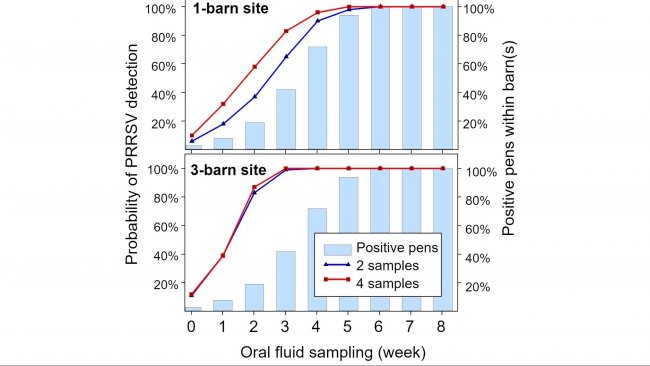 Figure 1. &nbsp;PRRSV detection using fixed spatial sampling.&nbsp; Probability of detecting &ge; 1 PRRSV positive samples as a function of the number of oral fluids tested per barn (2 or 4) and number of barns per site (1 or 3).&nbsp; Note that the probability of detection increases geometrically with the number of barns sampled.&nbsp; Data from Rotolo et al., (2017). 
