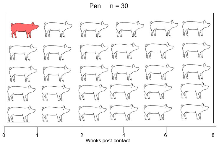 Figure 1. A natural infection model was used to evaluate detection of Mycoplasma hyopneumoniae post-contact with an infectious gilt. X-axis: Weeks post-contact. Samples were collected in live gilts from Day 0 until 8 weeks post-contact.
