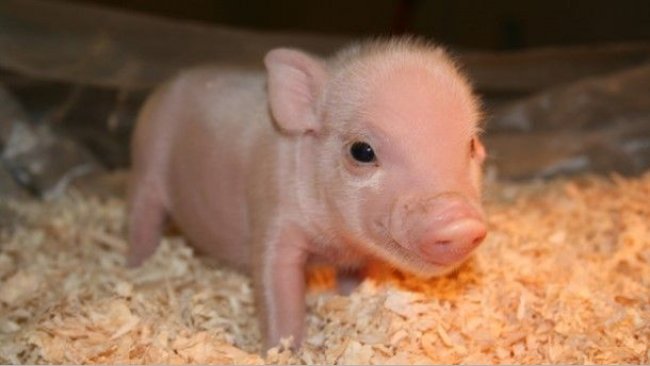 Figure 1. Newborn piglet.