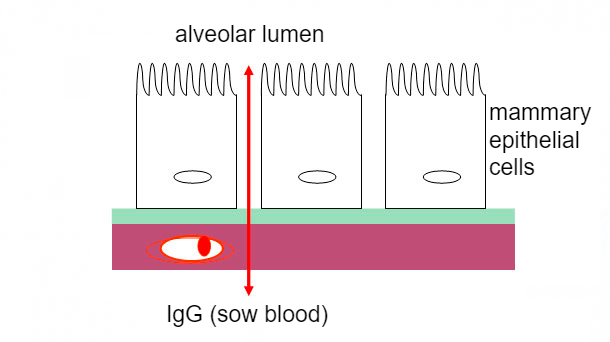 Figure 2. Schematic illustration of mammary tight junctions during the colostral phase.
