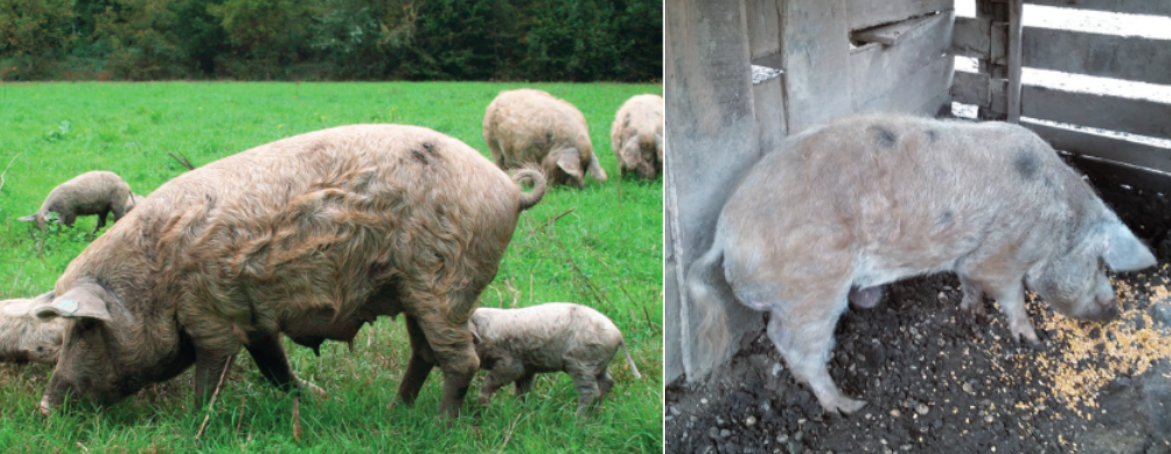 Figure 2.Turopolje sow with piglets (left) and&nbsp;Turopolje boar (right).

