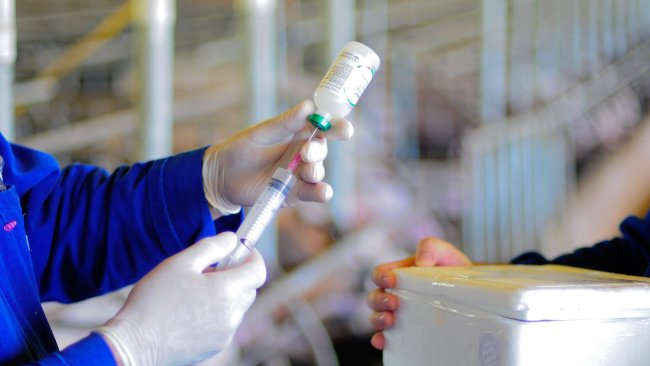 Source: Jairo Backes - Embrapa Suínos e Aves