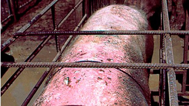 Sow with sunburned skin.
