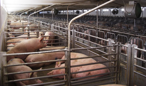 <p>Over-crowded sow housing</p>
