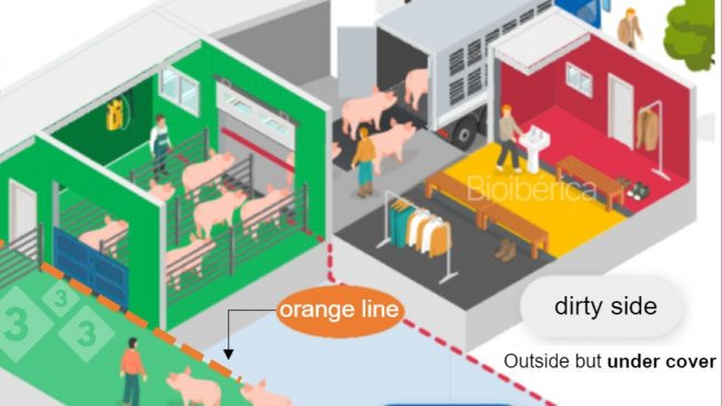 Image 1. Load out chute designed for stage loading of pigs onto a truck. A double line of separation (red and orange dashed lines) has been created between clean and dirty zones to improve the biosecurity of this process. Image courtesy of Bioiberica.
