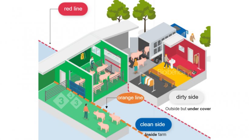 Image 1. Load out chute designed for stage loading of pigs onto a truck. A double line of separation (red and orange dashed lines) has been created between clean and dirty zones to improve the biosecurity of this process. Image courtesy of Bioiberica.
