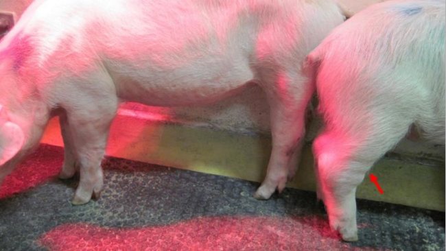 Figure 1. Chronic form of African swine fever (ASF). The arrow indicates swollen joints. Source: Walczak et al. Pathogens, 2020,9, 237
