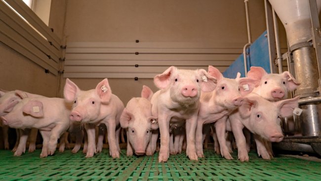Germicide powder helps control bacteria and disease threats when pigs are in the barn.