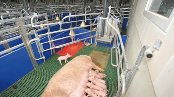 1. House equipment: Innovative Farrowing pens - solutions for more Animal Welfare and Farm Animal Husbandry: WEDA FiT Pen.
