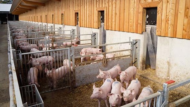 2. Animal welfare: Be.Well - animal welfare housing for pigs.