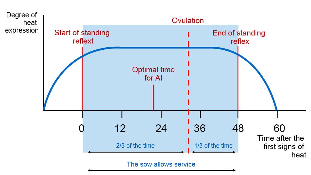 Figure 1. Graphical representation of the standing reflex, ovulation, and optimal AI timing in a sow with a 60h estrus. Source: Carles Casanovas.
