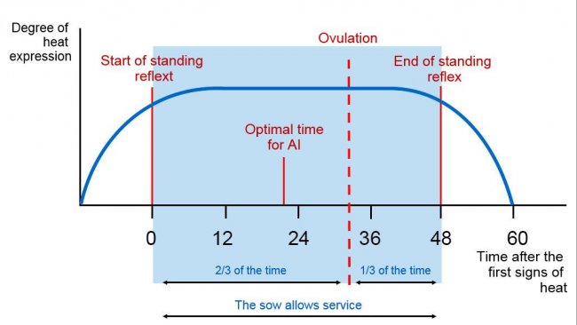 Figure 1. Graphical representation of the standing reflex, ovulation, and optimal AI timing in a sow with a 60h estrus. Source: Carles Casanovas.
