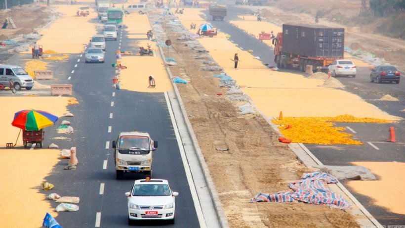 Image 1. Chinese farmers drying corn in the hot asphalt. Source: Chén fēi/CFP, News163

