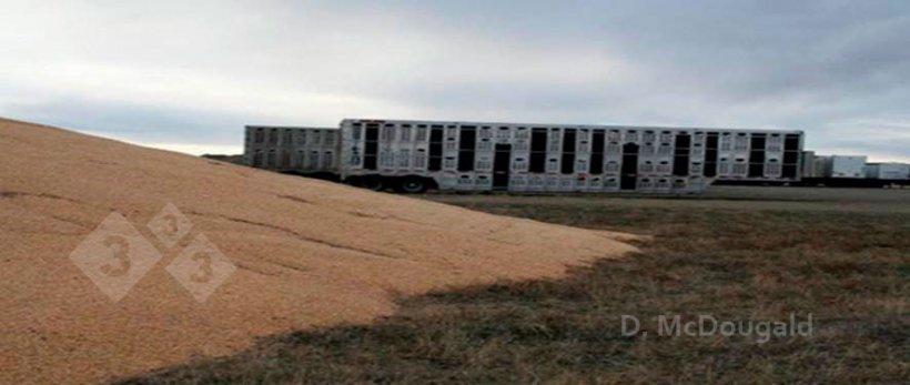 Image 2. Close proximity of contaminated transport vehicles and external corn storage.&nbsp; Courtesy of Dr. Doug McDougald.
