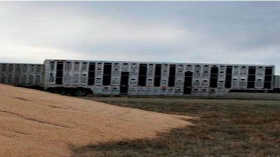 Image 2. Close proximity of contaminated transport vehicles and external corn storage.&nbsp; Courtesy of Dr. Doug McDougald.
