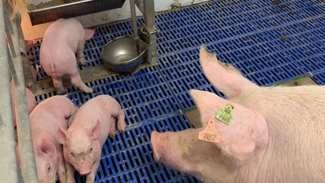Monitoring has shown that sows in free-style pens with bowls drink significantly more water than sows with nipple or bite-type drinkers.