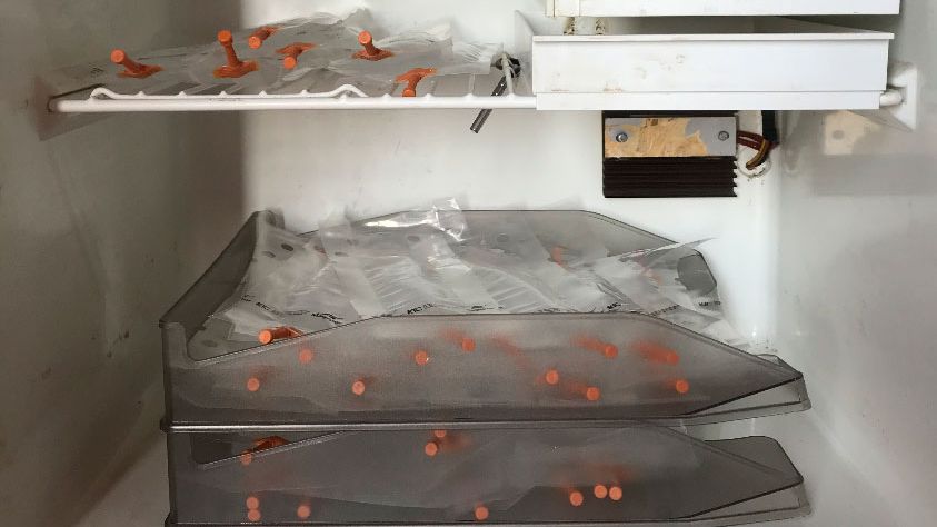 Photo 1. Placement of the doses in trays arranged one on top of the other in order to avoid inappropriate sedimentation of the spermatozoa and to facilitate periodic movement for homogenization.
