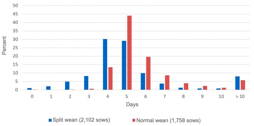 Figure 1. Proportion of sows in estrus from the day of weaning. P. English, 1986.
