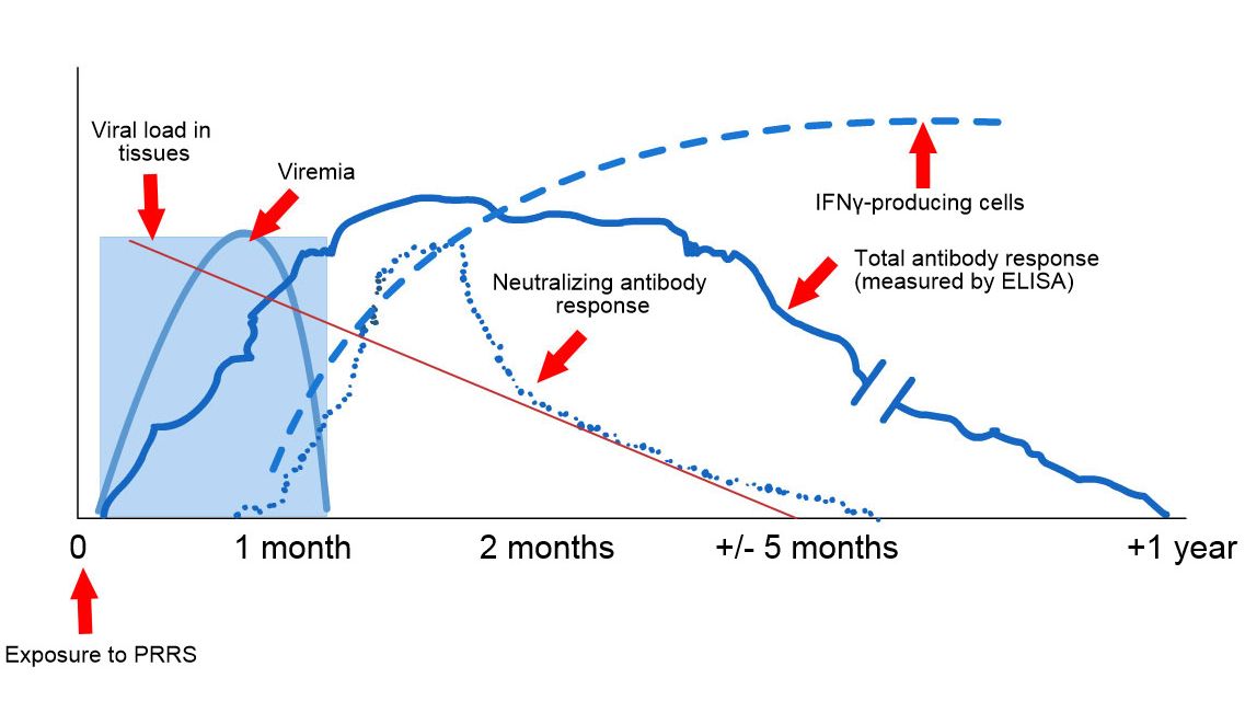 Schematic of viral and antibody detection post exposure to PRRS: The following graph shows changes in concentration (Y-axis) over time (X-axis) of different analytes used in assays.  After exposure to PRRS virus you will find virus in the blood of pigs (viremia) which often last anywhere between 2 to 4 weeks depending on the age and immune status of the pig.  Seroconversion (antibody detection) usually occurs between 7 to 10 days post exposure and last for several months before becoming seronegative. Neutralizing antibodies appear between 4 to 6 weeks post exposure (L&oacute;pez and Osorio, 2004).