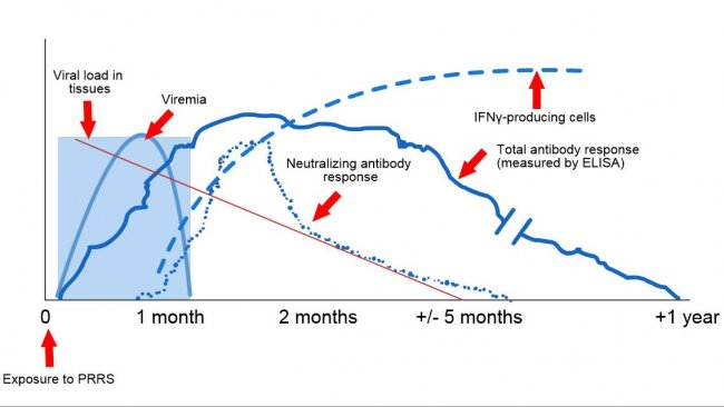 Schematic of viral and antibody detection post exposure to PRRS: The following graph shows changes in concentration (Y-axis) over time (X-axis) of different analytes used in assays.  After exposure to PRRS virus you will find virus in the blood of pigs (viremia) which often last anywhere between 2 to 4 weeks depending on the age and immune status of the pig.  Seroconversion (antibody detection) usually occurs between 7 to 10 days post exposure and last for several months before becoming seronegative. Neutralizing antibodies appear between 4 to 6 weeks post exposure (López and Osorio, 2004).