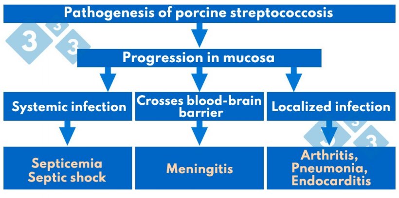 Chart 1. Pathogenesis of porcine streptococcosis.

