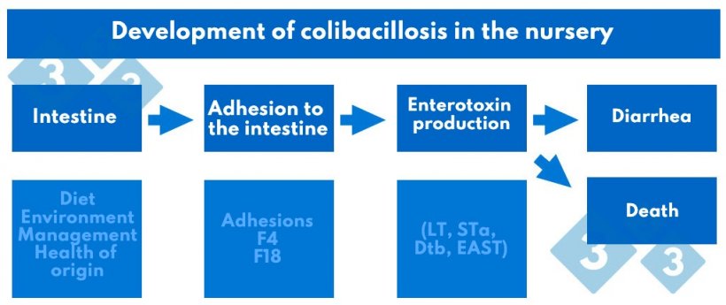 Chart 2. Development of colibacillosis in the nursery.
