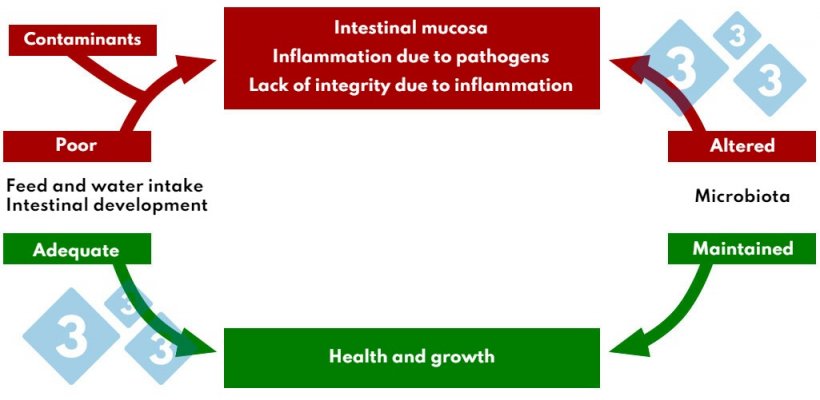 Chart 4. Interaction of feed and water intake in intestinal pathology.
