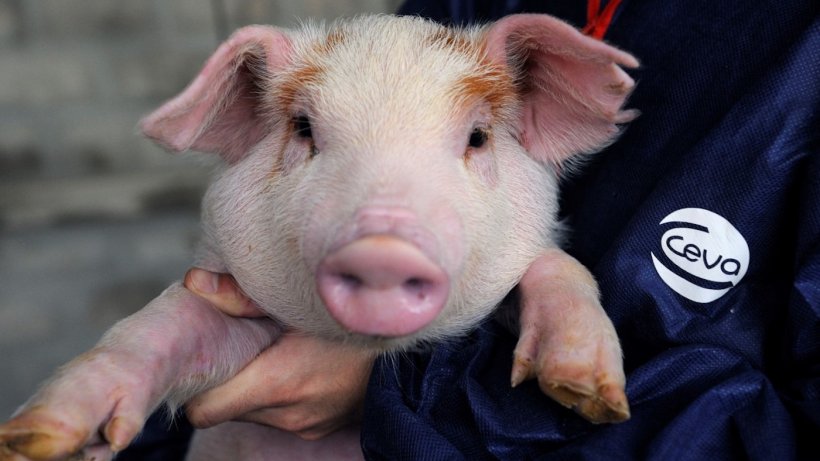 The Ceva webinar will explore ways of protecting piglets like this one&nbsp;from oedema disease following the withdrawal of zinc oxide.
