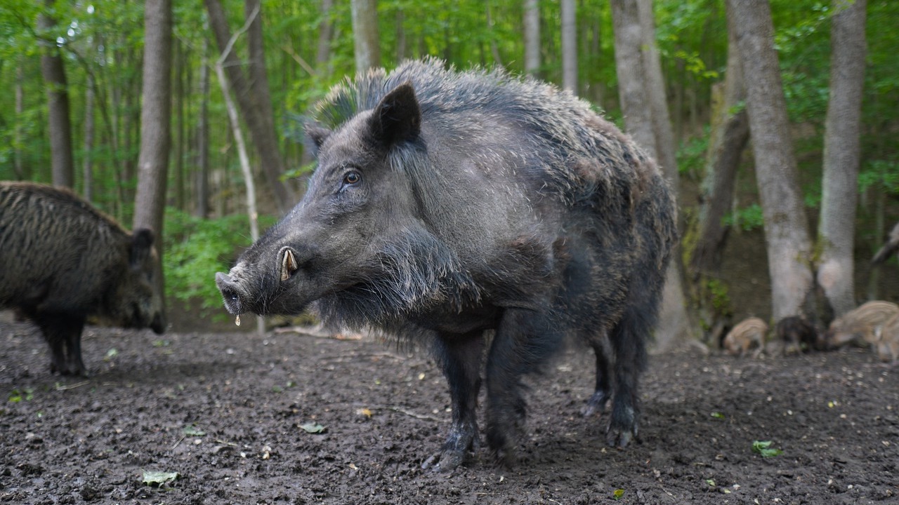 South Korea Reduces Wild Boar Population To Slow Asf Spread Swine News Pig333 Pig To Pork Community
