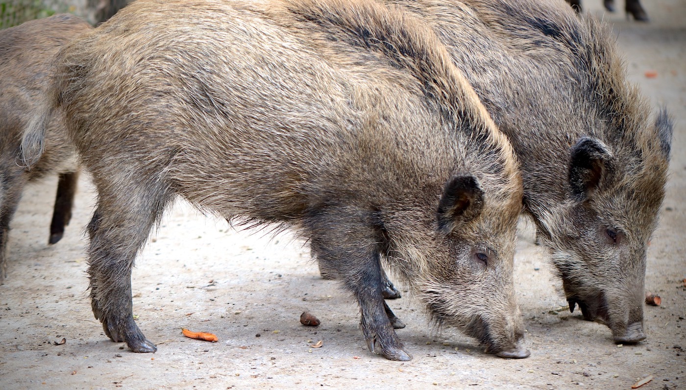 Кабан дальневосточный. Кабаны в крыму. График динамики численности енотовидной собаки. Опасных животных крыма: дикий кабан). Числа кабана.