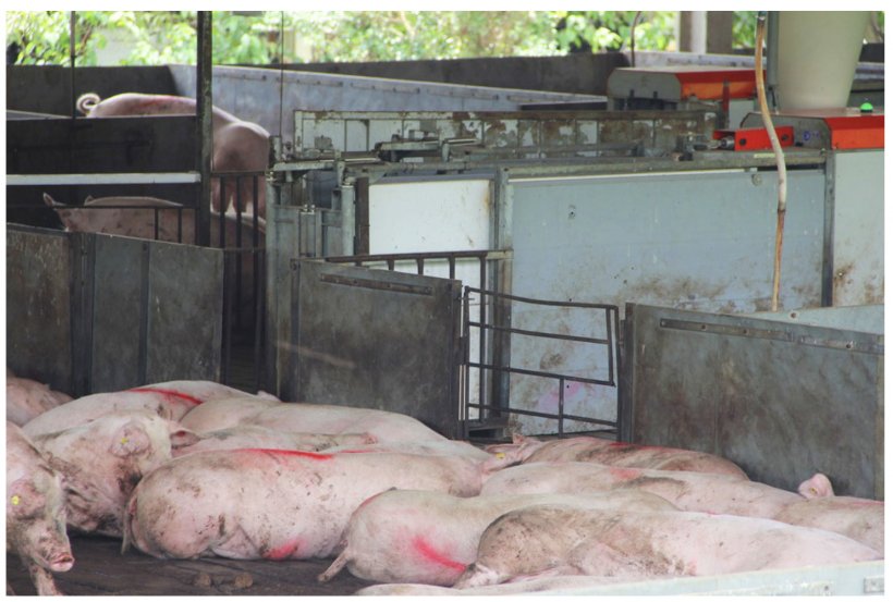 Sanitary compartmentalization of swine farming. Photo: Seagri-DF.
