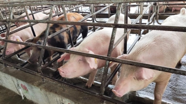 Source: Indonesian Ministry of Agriculture.