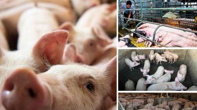Photo from Philippine Department of Agriculture.