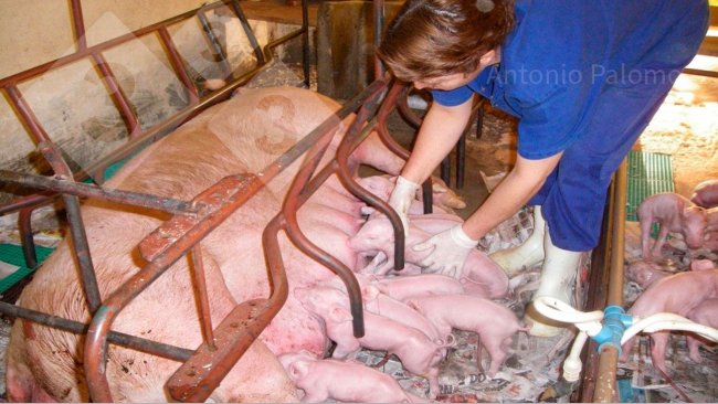 Photo 1. Proper colostrum intake in piglets born recently (Palomo, A).