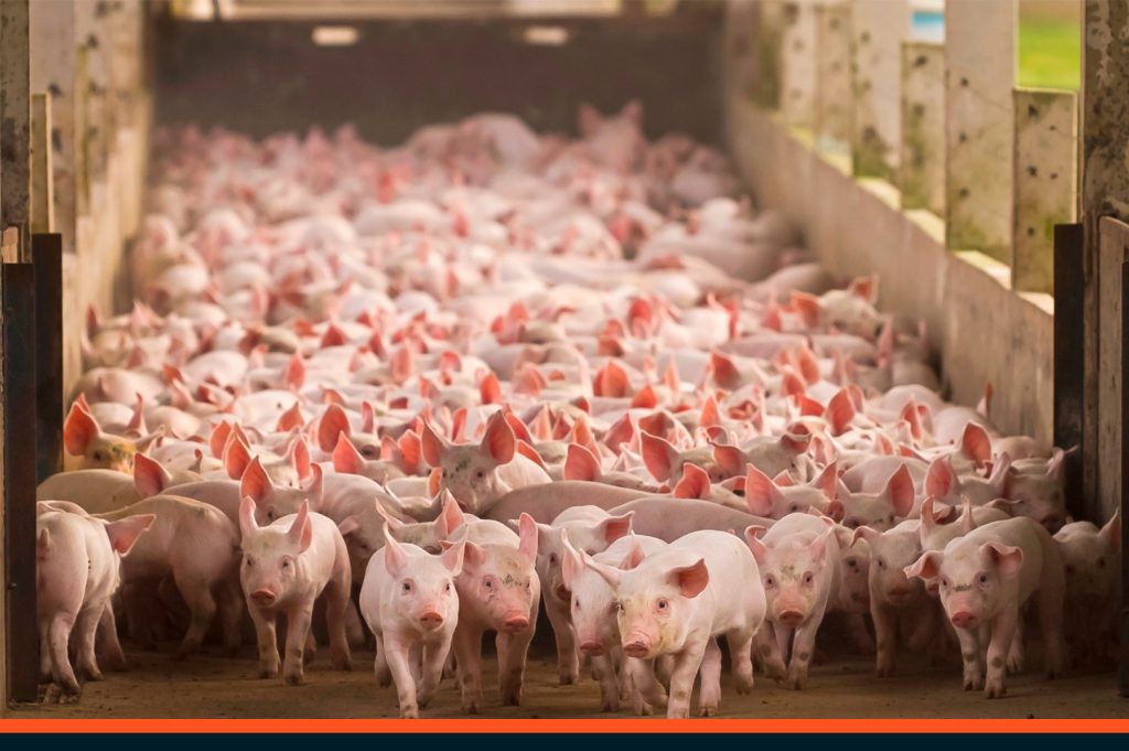 Pork production keeps Brazilian meat market stable - Swine news - pig333,  pig to pork community