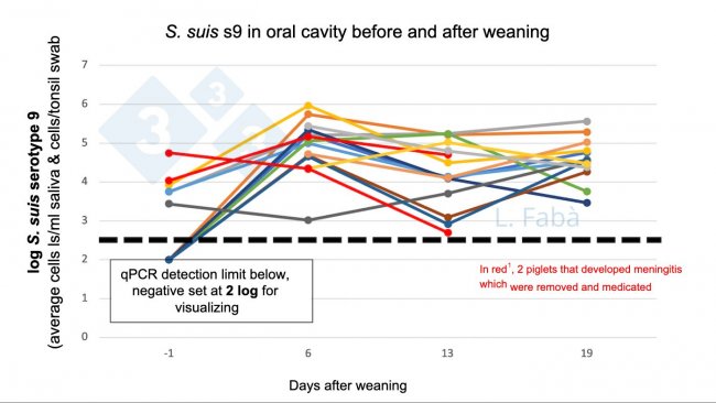 Figure 2. S. suis s9 in oral cavity before and after weaning.&nbsp;S. suis serotype 9 load (average tonsillar and saliva swab) changes after weaning for 15 piglets from 3 different litters (allocated as different sow origin 3/pen at weaning).
